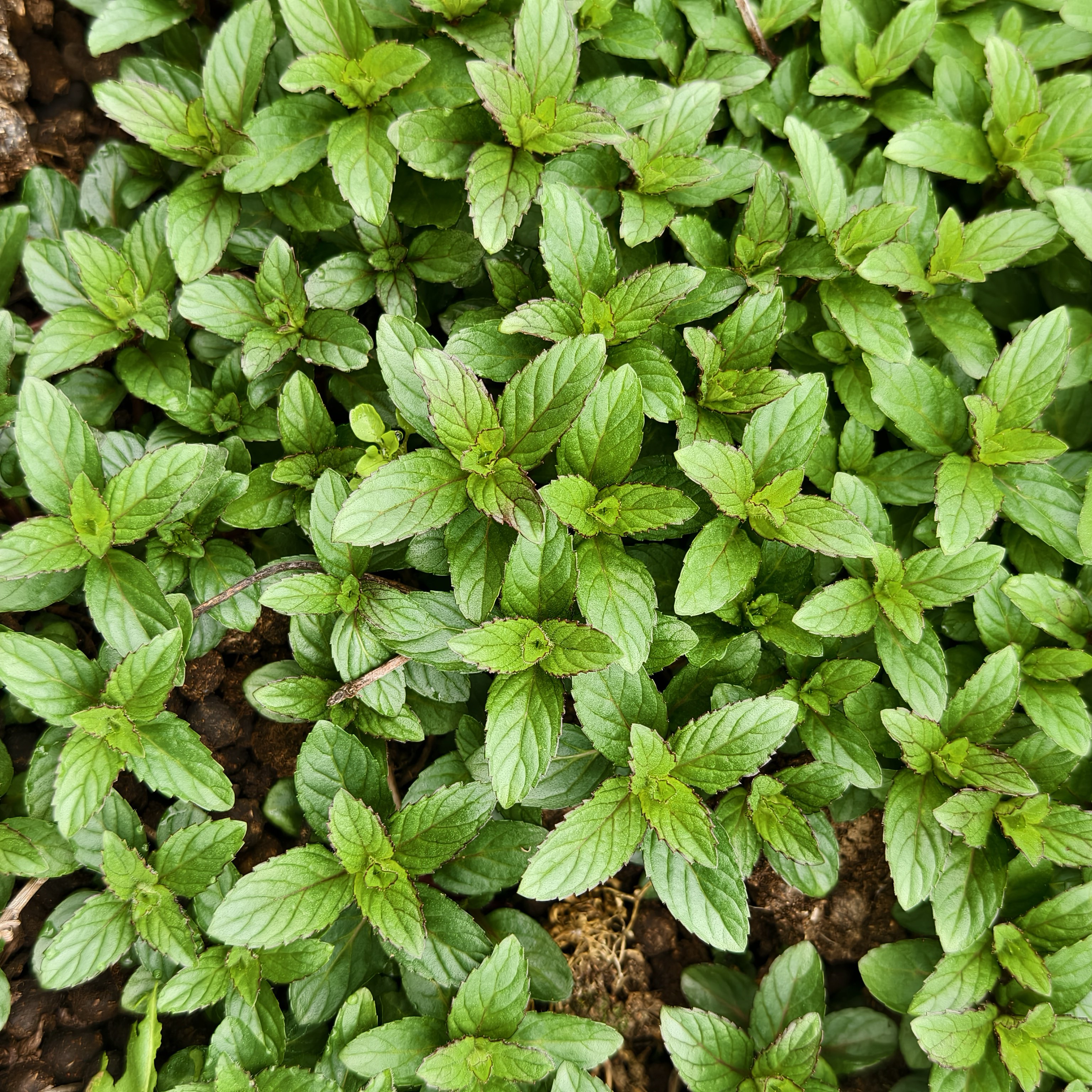 新鲜胡椒薄荷小苗 / 胡椒薄荷根 /胡椒薄荷成活率高带根包邮