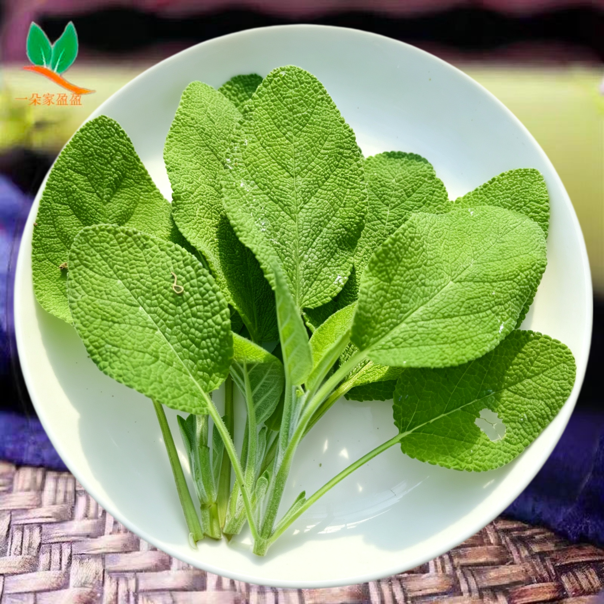 新鲜鼠尾草叶子 鼠尾草纯叶子 摆盘装饰纯露精油原材料香薰香料