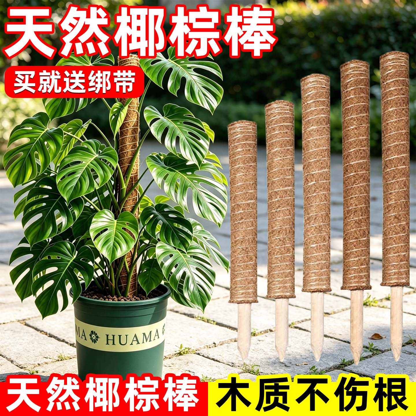 椰棕爬藤杆防倒伏龟背竹绿箩图片