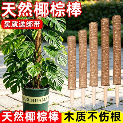 椰棕爬藤杆防倒伏龟背竹绿箩