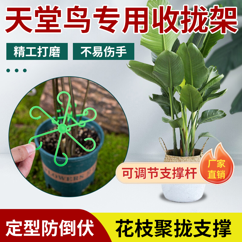 天堂鸟花支架收拢架固定夹神器绿植物花卉天