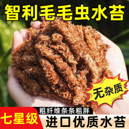 智利进口毛毛虫水苔干苔蝴蝶兰专用土壤兰花石斛植料乌龟冬眠垫材