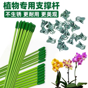 植物固定绿色支撑杆兰花插花蝴蝶兰金钱树绿植花卉盆栽防倒伏扶杆