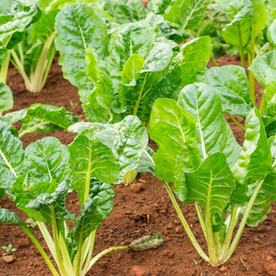 根达菜种牛皮菜种孑青菜野菜籽种盆栽种蔬菜种子根达菜君达菜种子