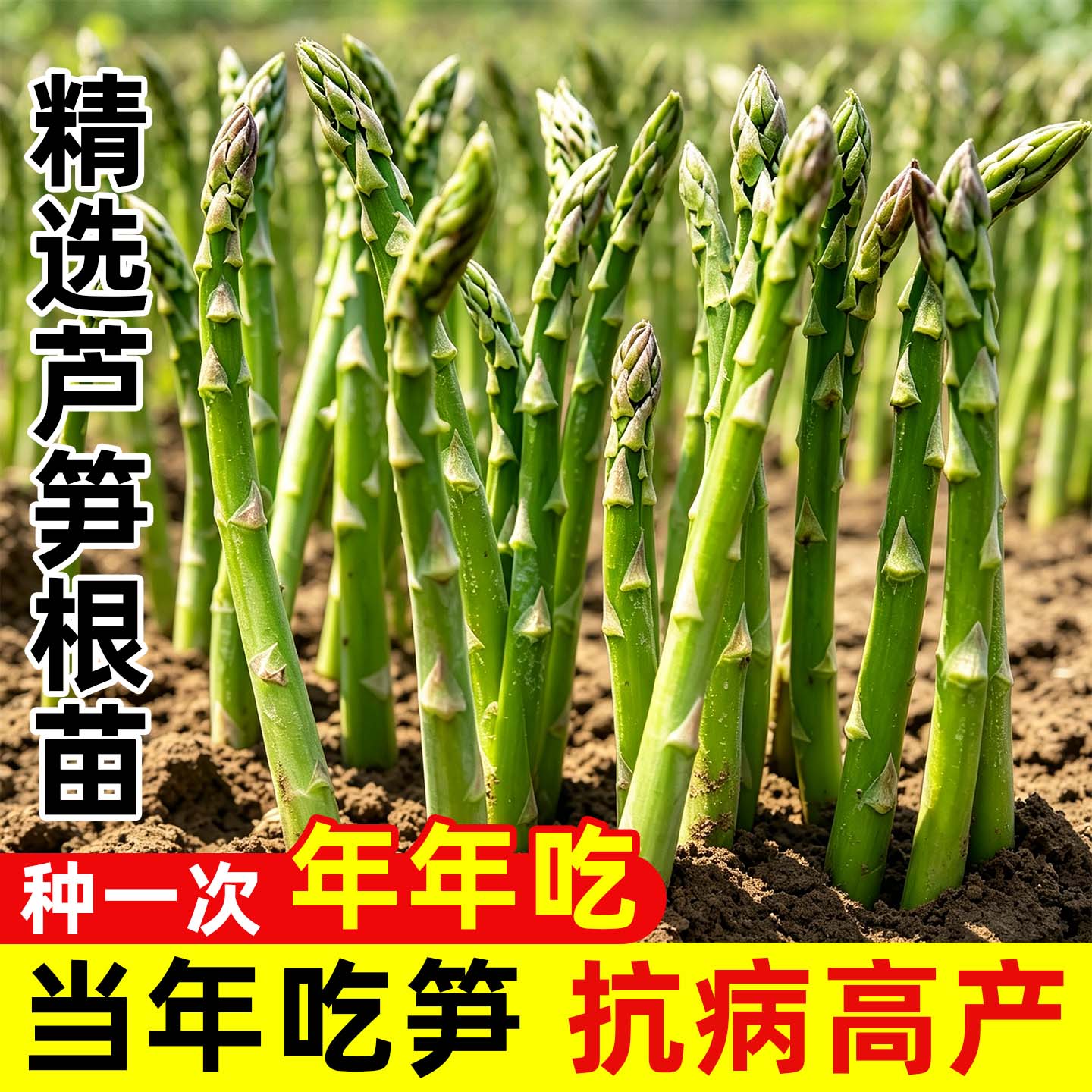 芦笋种籽芦笋根苗蔬菜种子四季种籽抗热耐寒芦笋阳台盆栽蔬菜秧苗