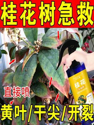 桂花枯叶病黄叶焦叶尖干叶虫孔叶斑病落叶专用肥桂花树肥料营养液