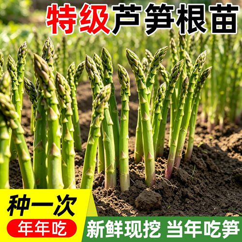 芦笋根苗带土四季种抗热耐寒
