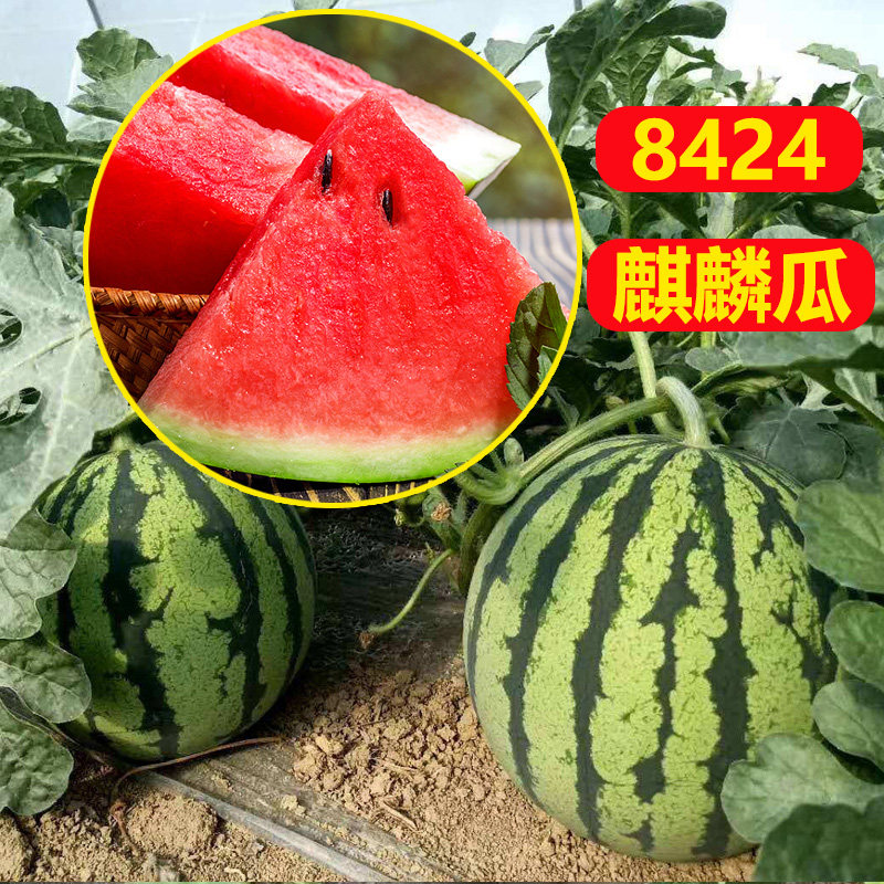 西瓜种籽早佳8424冰糖麒麟瓜籽美都西瓜种子黄皮甜瓜京欣一号种孑