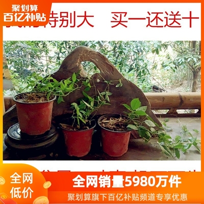 高档盆景 三叶青 好养易活室内外阳台办公室客厅植物盆栽绿植花卉