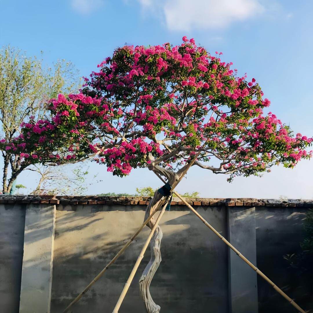 造型紫薇花树苗庭院别墅花园室外耐寒花镜造景花卉植物