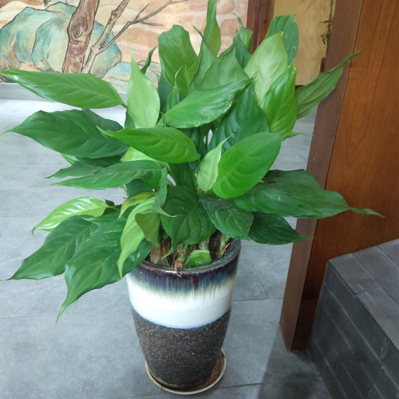 蒋氏家养万年青盆栽室内客厅观赏观叶植物吸甲醛净化空气新房装修