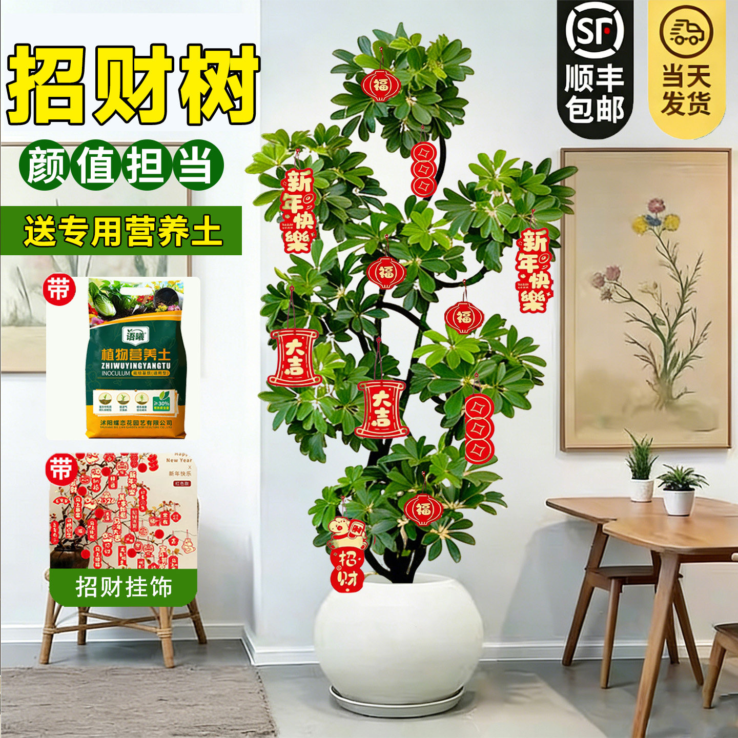 八方来财造型鸭脚木客厅大盆栽鸭掌木室内乔迁绿植植物大型落地
