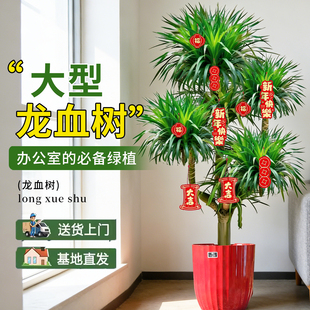 龙血树客厅绿植多头龙须树龙铁树客厅绿植室内大型龙血树植物盆栽