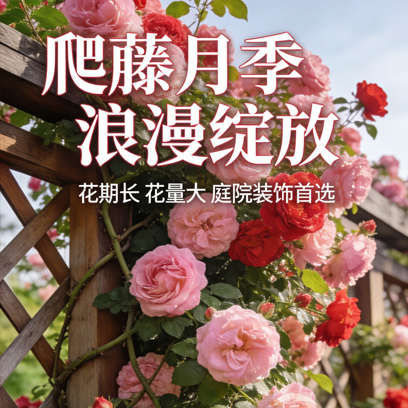庭院阳台爬墙月季蔷薇 大花玫瑰蔷薇月季爬墙藤蔓花苗 当年开花