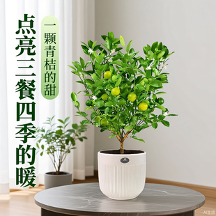 青桔四季桔盆栽 橘子金桔常年挂果 耐寒好养可食用 室内招财绿植
