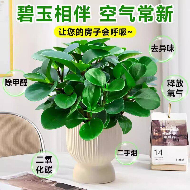 豆瓣绿精品大苗|四季常青|净化空气金钻苗甲醛克星碧玉可水培土培