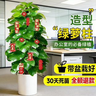 大叶绿萝柱大盆栽客厅大型绿植室内绿萝除甲醛净化空气植物好养活