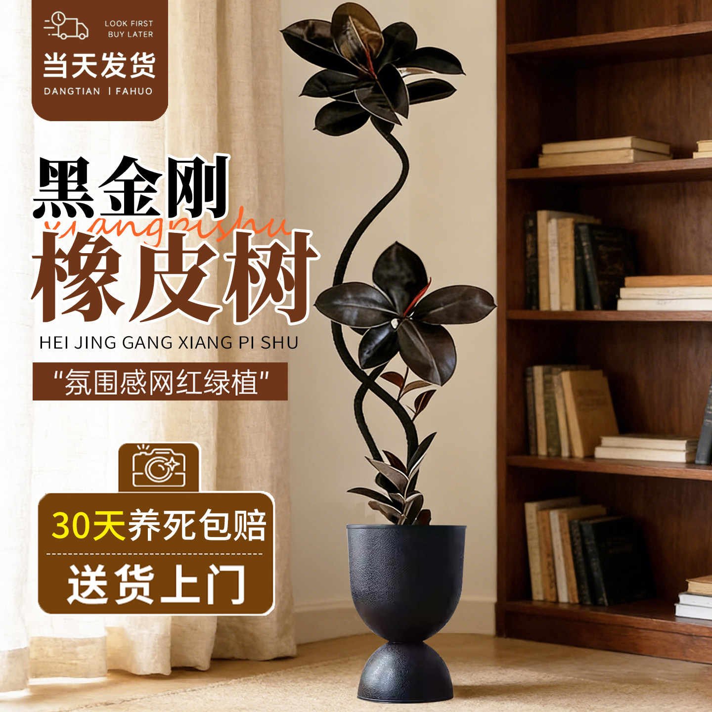 黑金刚橡皮树客厅大盆栽拗造型室内大型绿植办公室四季好养真植物,鲜花速递/花卉仿真/绿植园艺,大型绿植/成品组合盆栽,淘宝优惠券,粉丝福利购,淘宝优惠卷