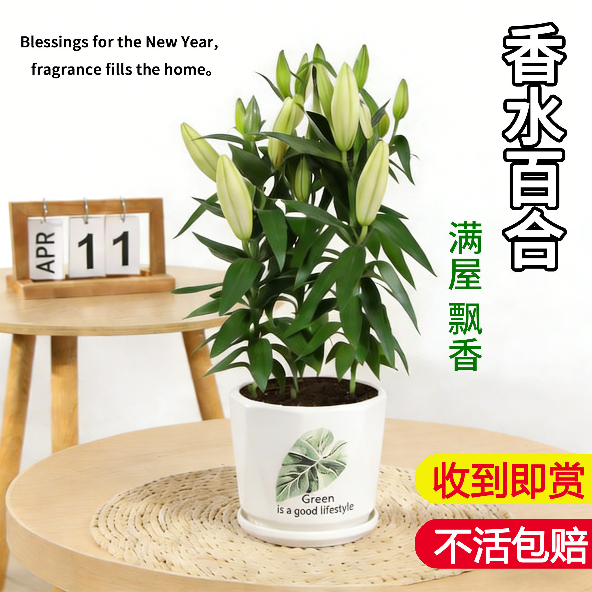 香水百合花带花苞四季开花室内鲜花植物客厅绿植盆栽浓香型花卉