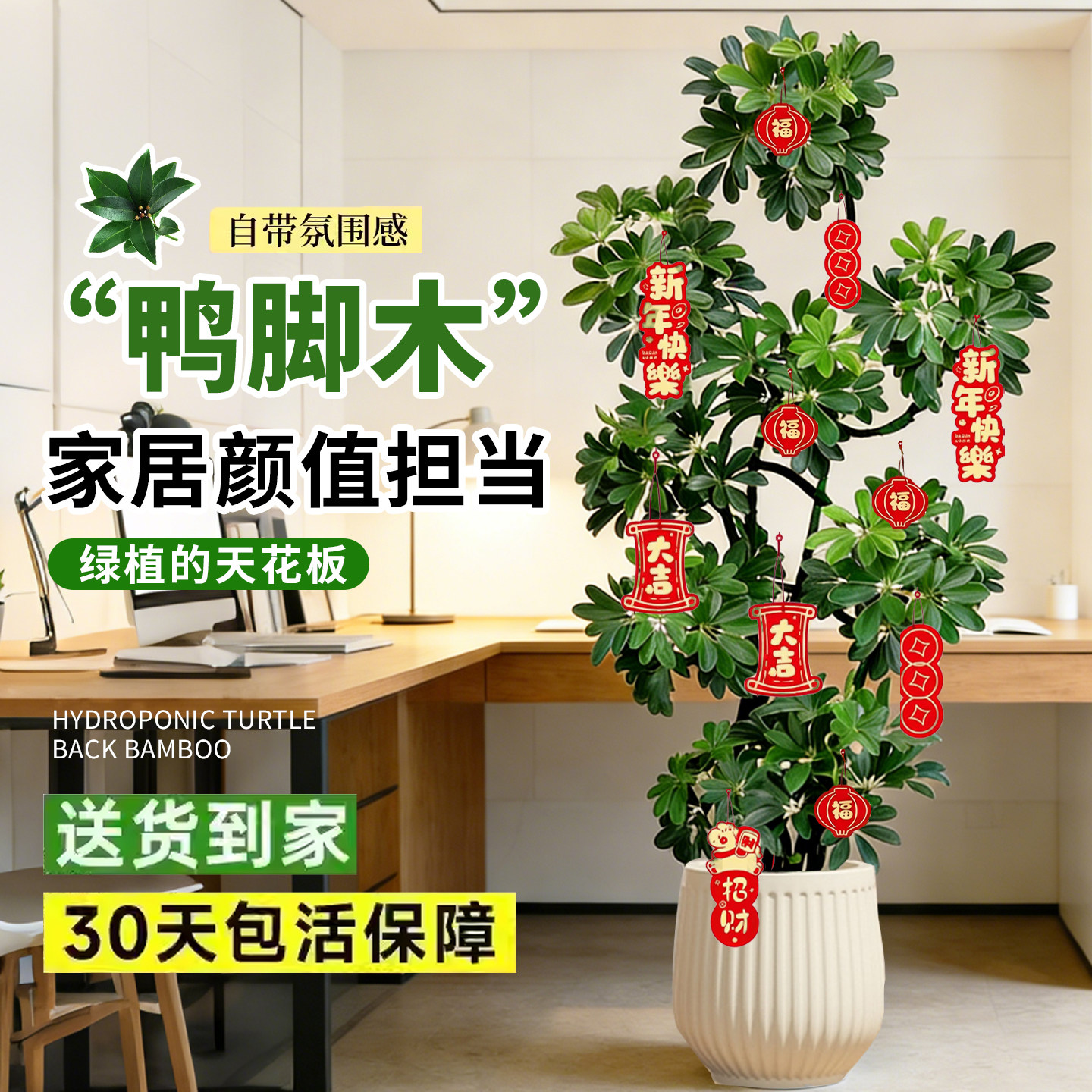 造型鸭脚木客厅大盆栽鸭掌木鹅掌柴室内乔迁绿植植物大型落地四季,鲜花速递/花卉仿真/绿植园艺,大型绿植/成品组合盆栽,淘宝优惠券,粉丝福利购,淘宝优惠卷