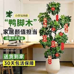 造型鸭脚木客厅大盆栽鸭掌木鹅掌柴室内乔迁绿植植物大型落地四季