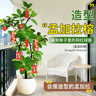 网红孟加拉榕盆栽大型绿植黄金榕高山榕树室内客厅落地橡皮面包树