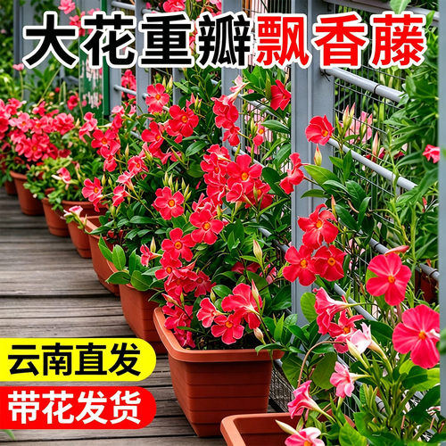 【红色双喜藤花苗】带花发货
