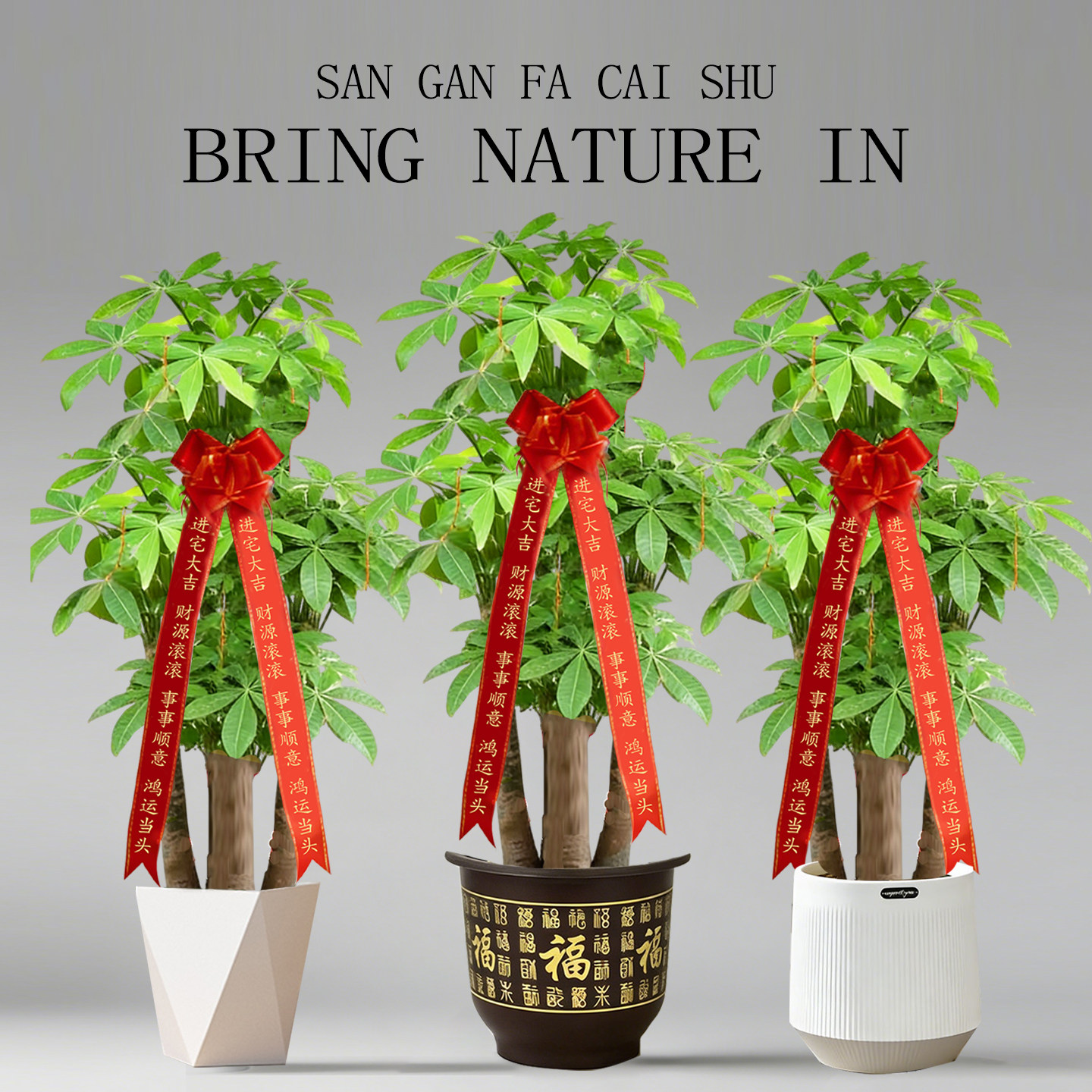 送礼乔迁开业三杆辫子发财树客厅盆栽大型室内绿植招财树办公室,鲜花速递/花卉仿真/绿植园艺,大型绿植/成品组合盆栽,淘宝优惠券,粉丝福利购,淘宝优惠卷