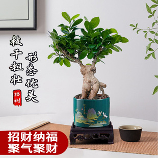 榕树人参榕四季常青耐寒榕树造型老树桩盆景苗室内禅意盆栽绿植
