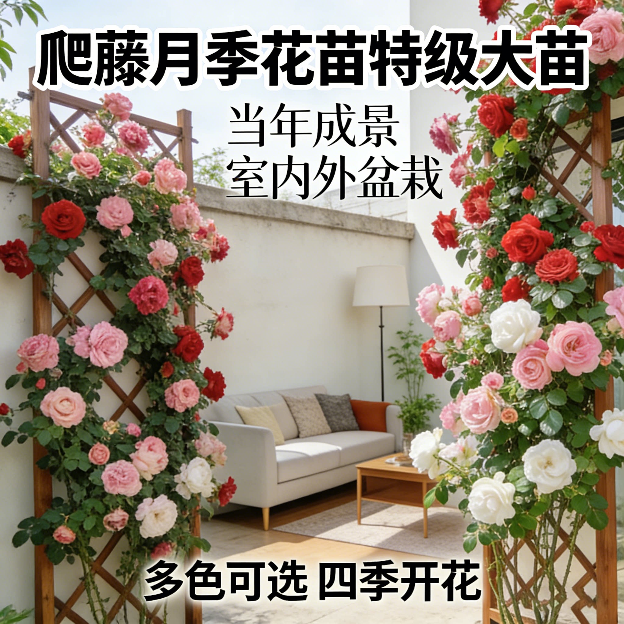 蔷薇花苗爬藤月季 庭院阳台爬墙藤蔓植物 大花玫瑰爬墙藤本月季