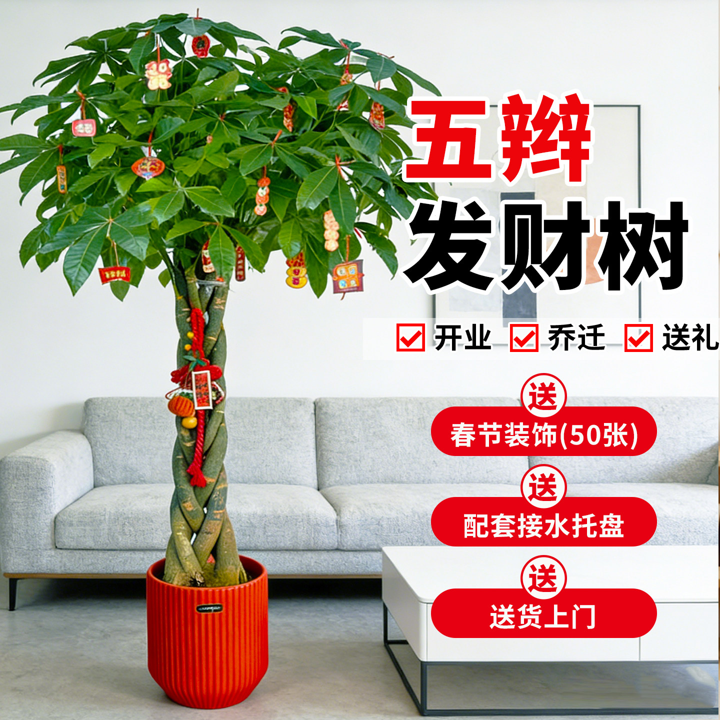 辫子发财树客厅盆栽大型室内绿植招财树办公室乔迁开业落地植物棵,鲜花速递/花卉仿真/绿植园艺,大型绿植/成品组合盆栽,淘宝优惠券,粉丝福利购,淘宝优惠卷