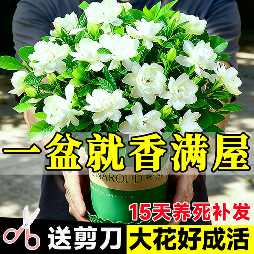 语曦栀子花盆栽四季浓香型包成活