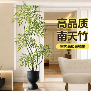 南天竹盆栽客厅真树室内绿植大型植物树苗办公室火焰老桩落地造景