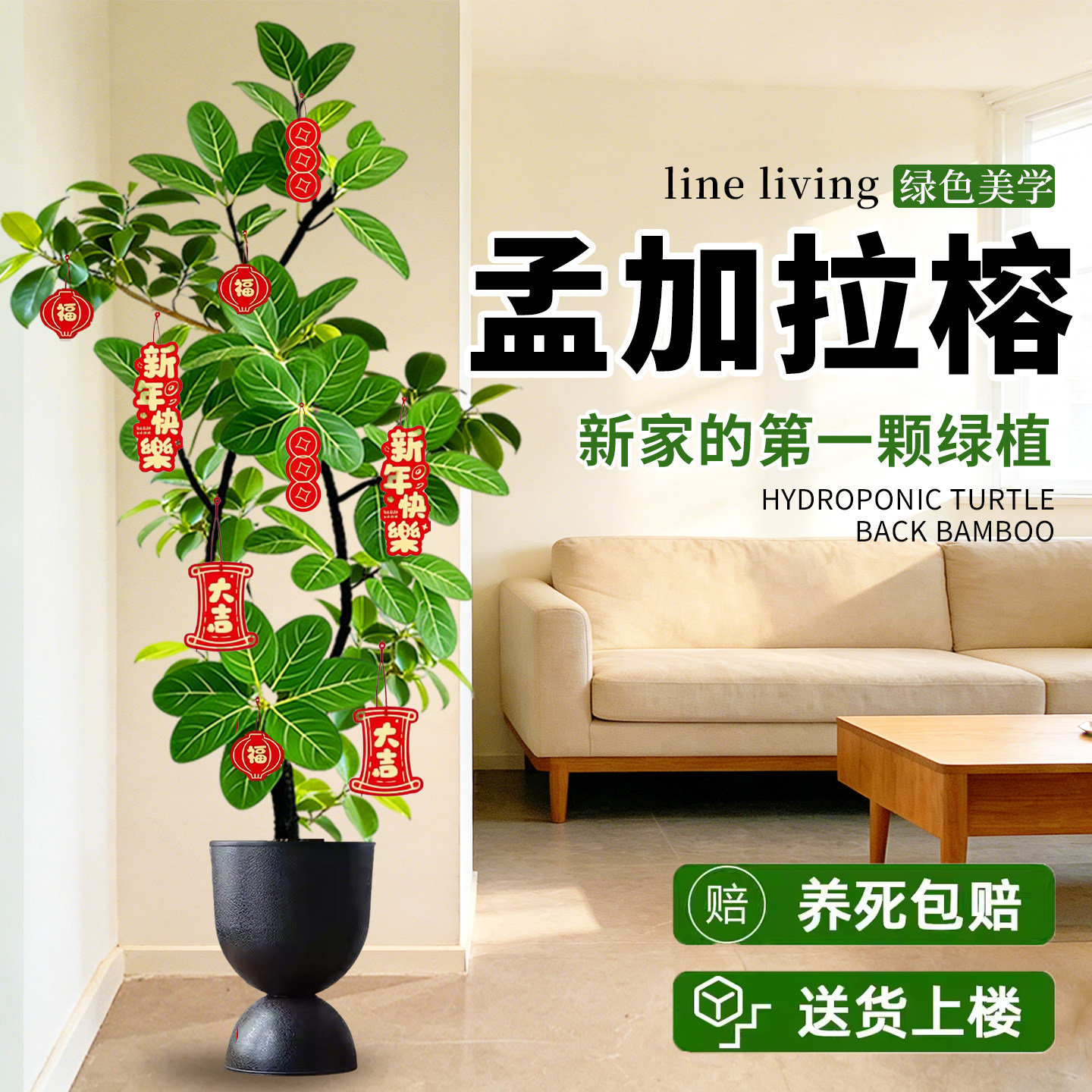 网红孟加拉榕盆栽大型绿植黄金榕高山榕树室内客厅落地橡皮面包树,鲜花速递/花卉仿真/绿植园艺,大型绿植/成品组合盆栽,淘宝优惠券,粉丝福利购,淘宝优惠卷