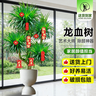 多头龙须树龙铁树龙血树客厅绿植客厅绿植室内大型龙血树植物盆栽