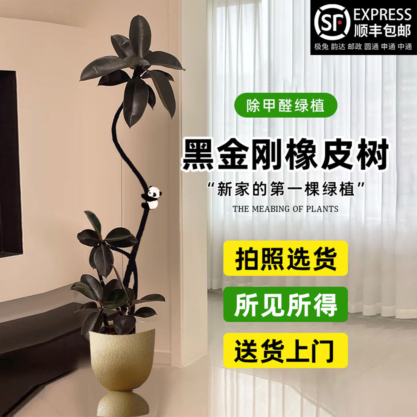 造型橡皮树客厅大盆栽四季好养黑金刚拗室内大型绿植办公室真植物,鲜花速递/花卉仿真/绿植园艺,大型绿植/成品组合盆栽,淘宝优惠券,粉丝福利购,淘宝优惠卷