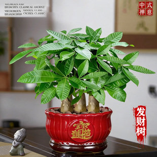 三杆发财树盆栽乔迁之喜中式禅意客厅办公室摆件四季常青懒人好养
