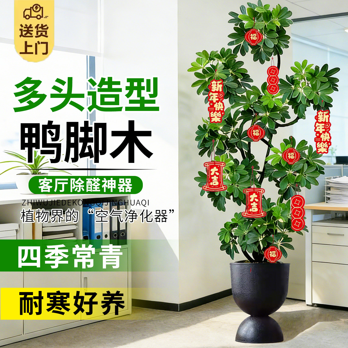 造型鸭脚木客厅大盆栽鸭掌木鹅掌柴室内乔迁绿植植物大型落地四季,鲜花速递/花卉仿真/绿植园艺,大型绿植/成品组合盆栽,淘宝优惠券,粉丝福利购,淘宝优惠卷