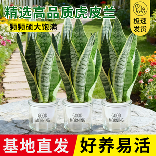 金边虎皮兰盆栽花卉绿植水培植物办公室内好养易活净化空气虎尾兰