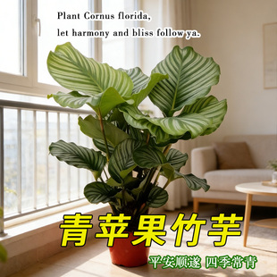 精品大苗青苹果竹芋水培植物室内好养绿植办公客厅净化空气盆栽