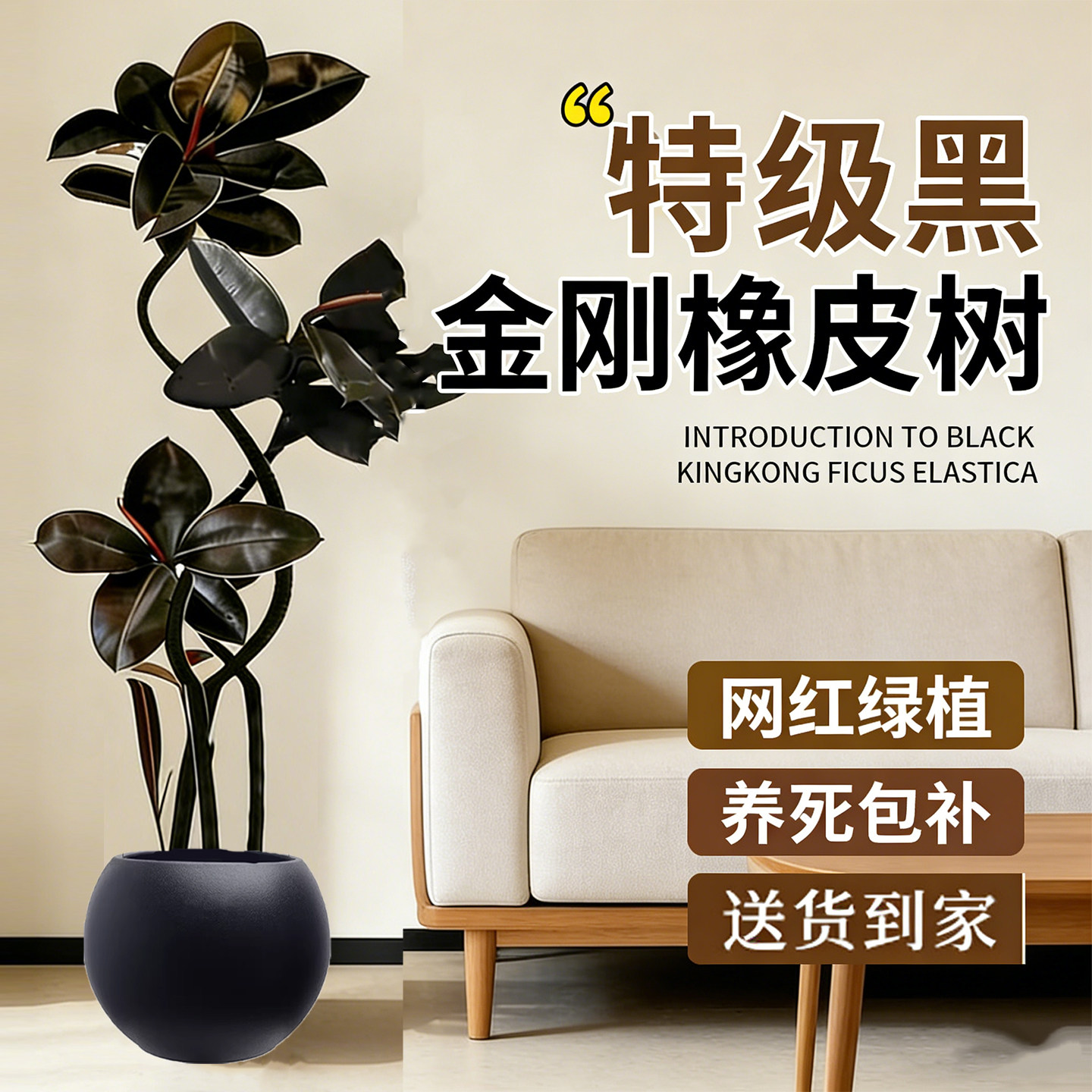 好养黑金刚室内大型绿植高级造型橡皮树客厅大盆栽四季办公室植物,鲜花速递/花卉仿真/绿植园艺,大型绿植/成品组合盆栽,淘宝优惠券,粉丝福利购,淘宝优惠卷