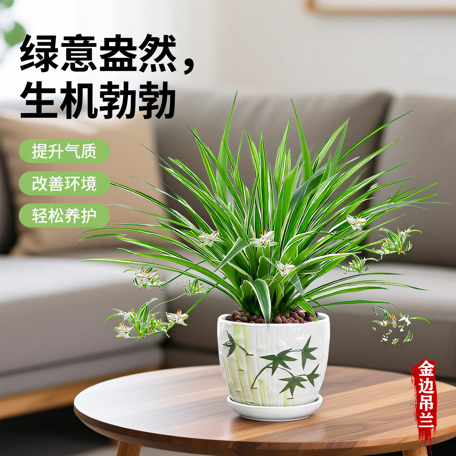 金边吊兰耐旱耐阴垂吊绿植花卉好养活解压招财绿植四季常青养眼