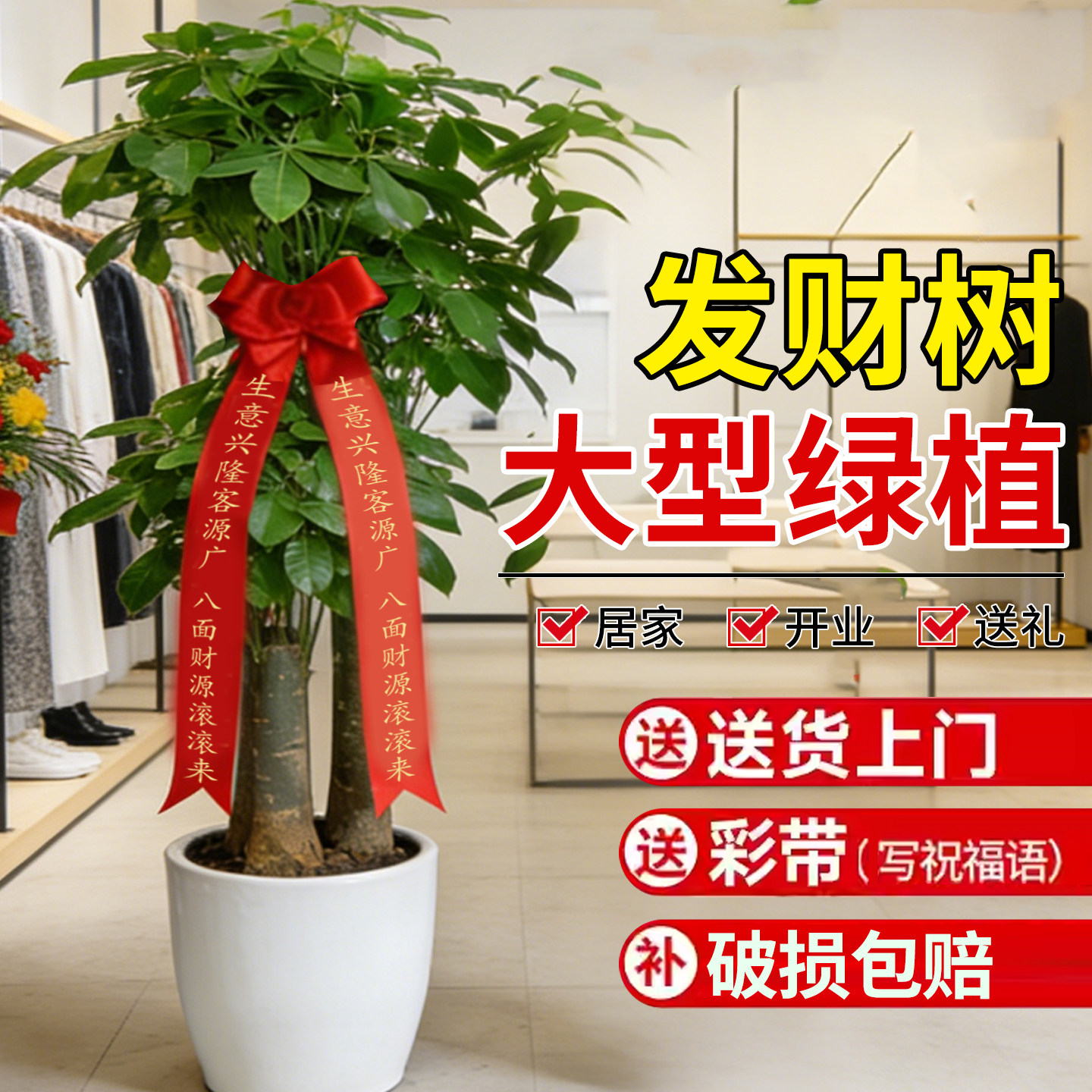 送礼开业三杆辫子发财树客厅盆栽大型室内绿植招财树办公室乔迁,鲜花速递/花卉仿真/绿植园艺,大型绿植/成品组合盆栽,淘宝优惠券,粉丝福利购,淘宝优惠卷
