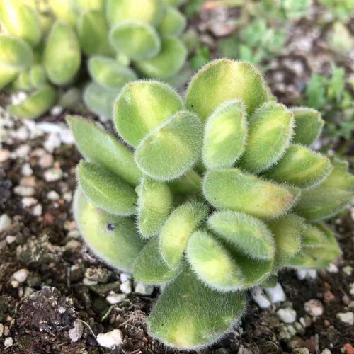 多肉黄熊素材模板 多肉黄熊图片下载 小麦优选