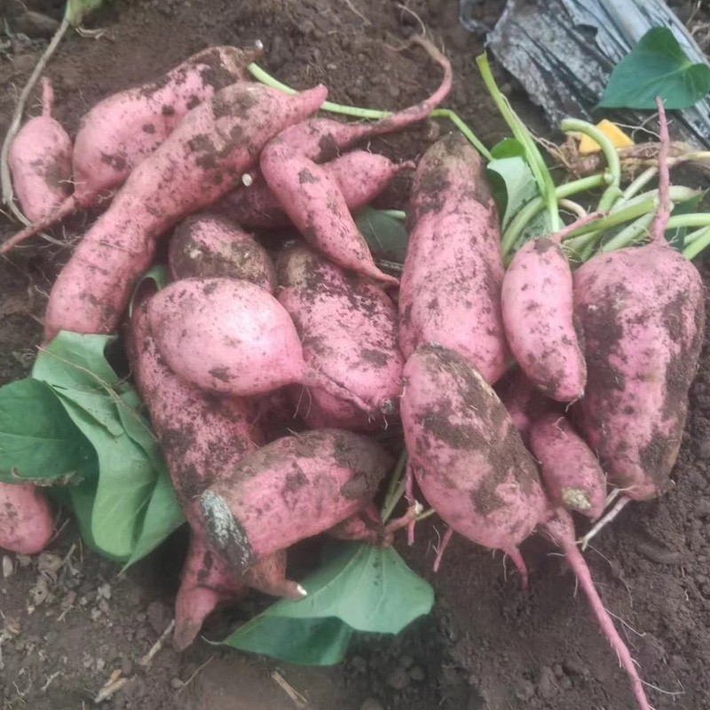 山西红薯山西红皮黄心番薯