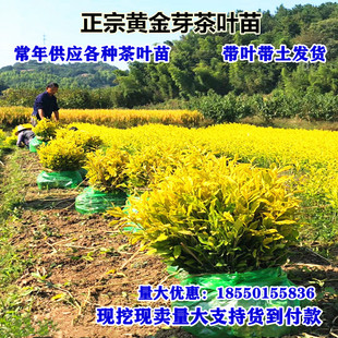 正宗茶苗黄金芽茶苗奶白茶树苗绿茶苗龙井苗安吉白茶树苗碧螺春苗