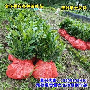 正宗茶树苗红茶苗绿茶苗乌龙茶苗龙井茶 茶叶苗凤凰单枞茶苗