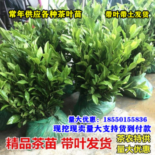 正宗茶叶苗龙井茶绿茶苗铁观音茶苗白茶树苗毛尖茶苗碧螺春茶苗