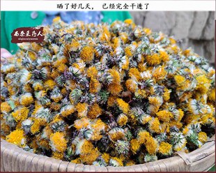 甘肃野生蒲公英花朵茶地丁花蕾人工挑选花骨朵晒干婆婆丁花茶批发