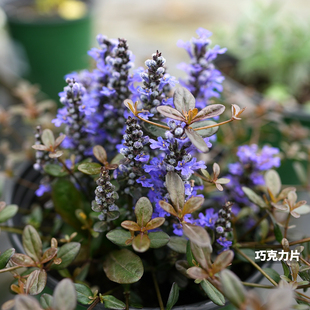 青柠园景 巧克力片/霓虹灯等 多年生地被常绿多花筋骨草耐热耐寒